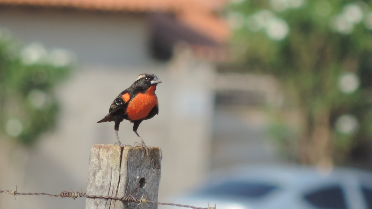 White-browed Meadowlark - ML642968260