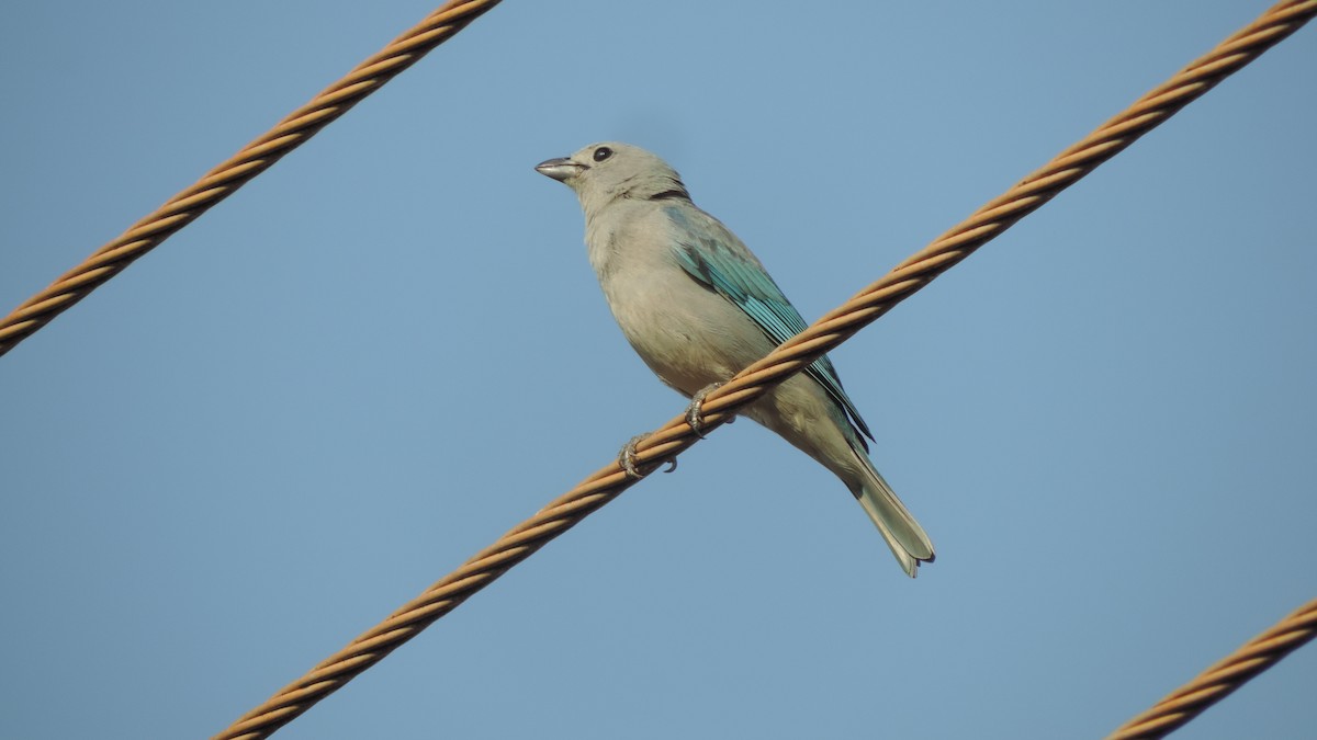 Sayaca Tanager - ML642968272