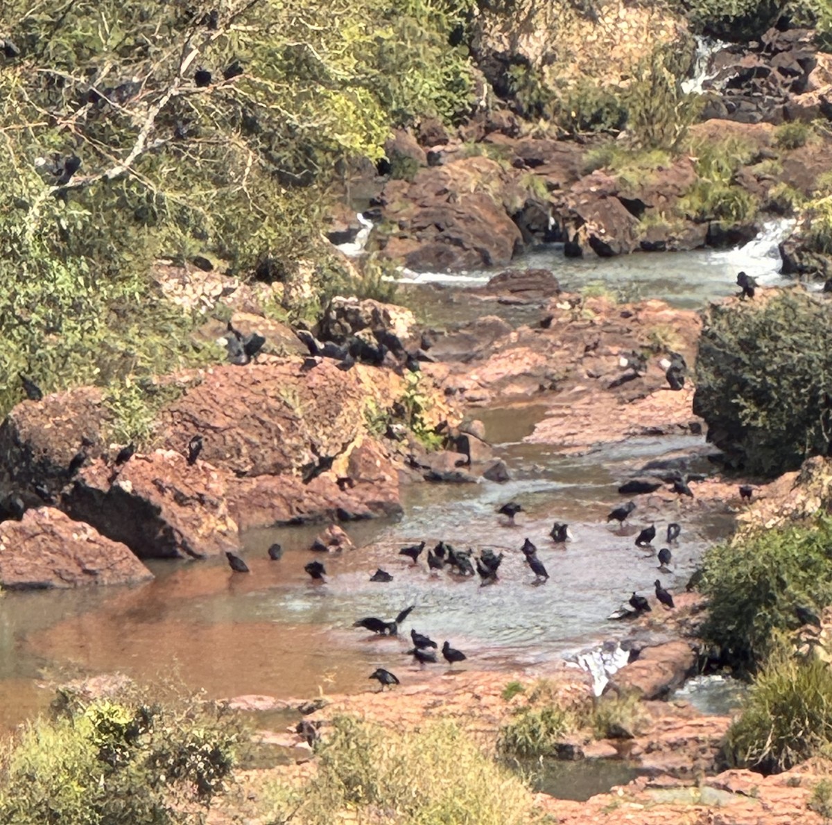 Black Vulture - ML642968286