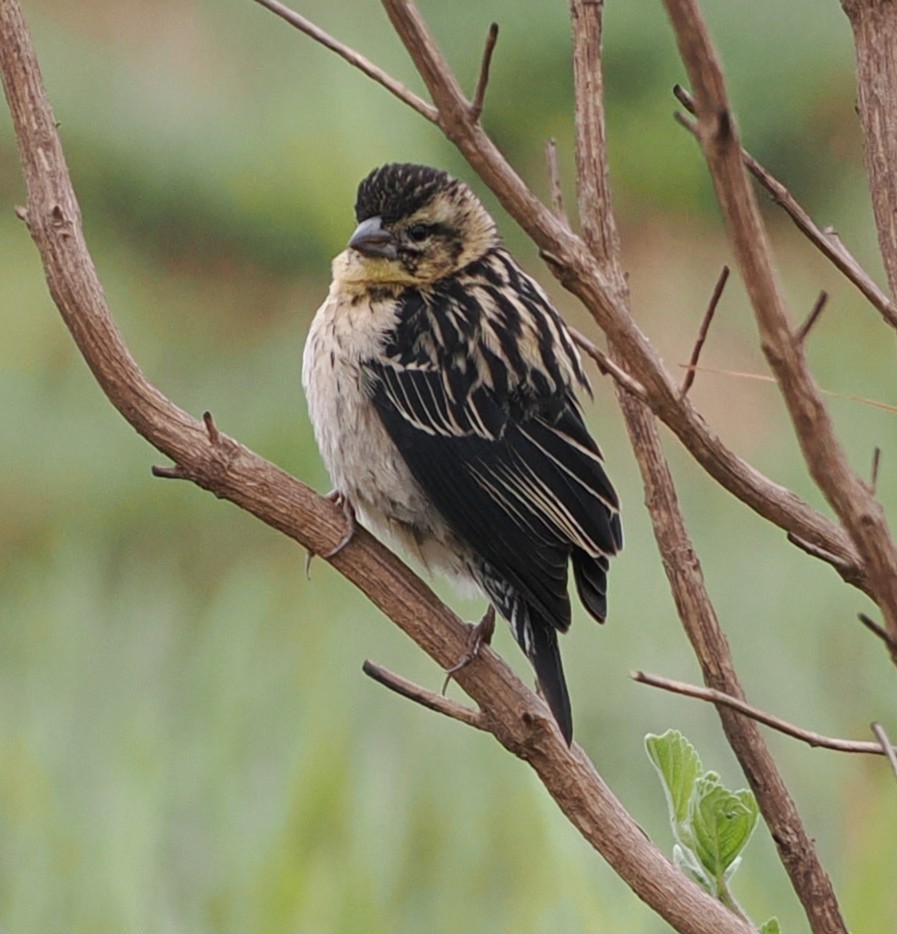 Red-collared Widowbird - ML642968287