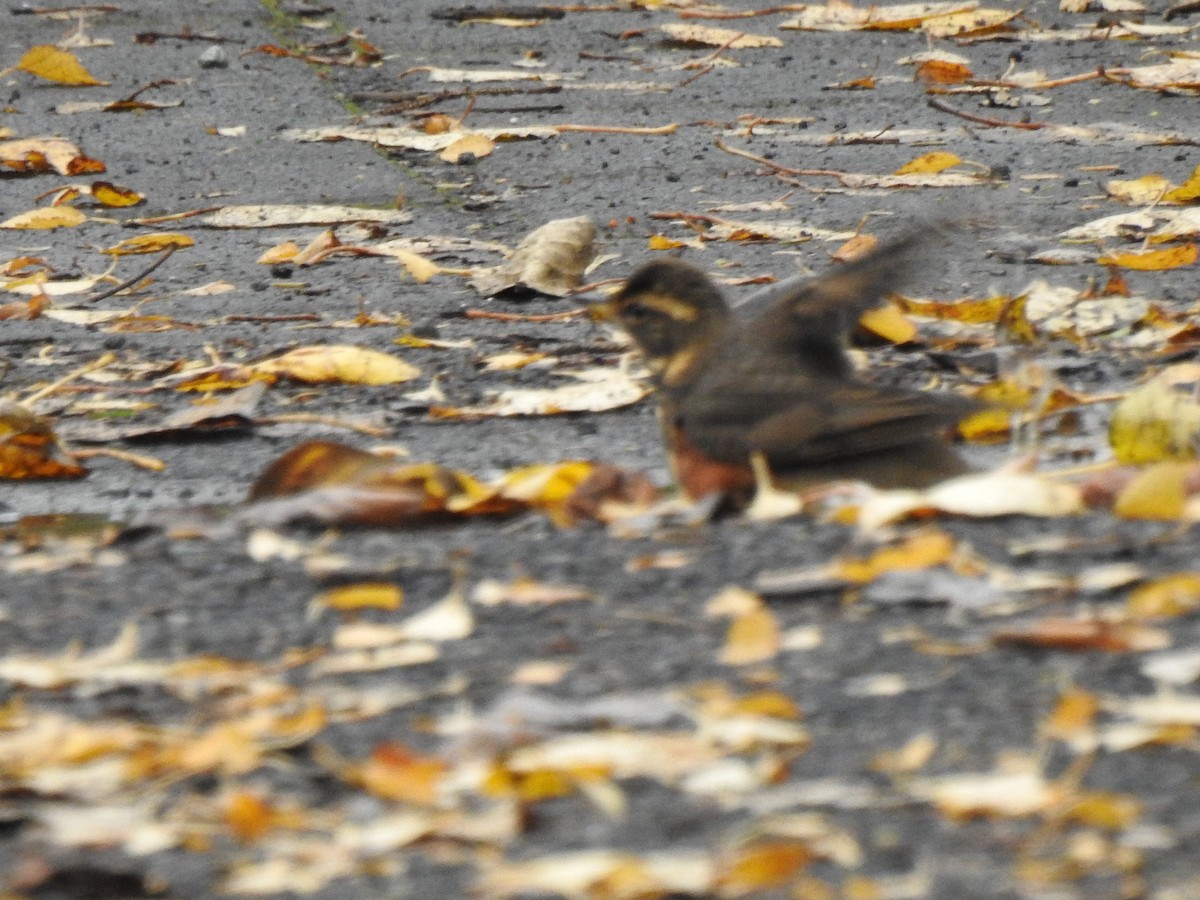 Redwing (Icelandic) - ML642968293