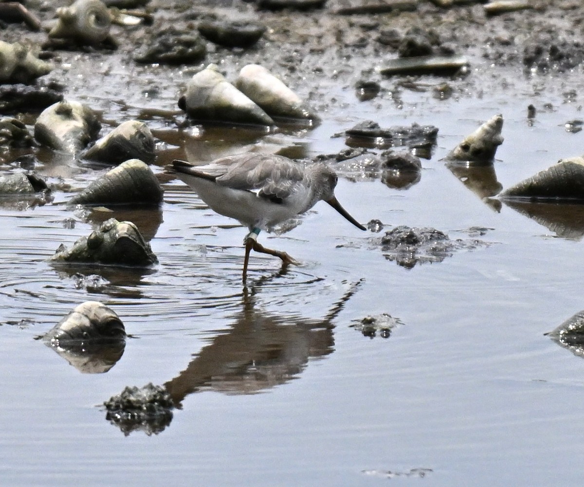 Terek Sandpiper - ML642968296