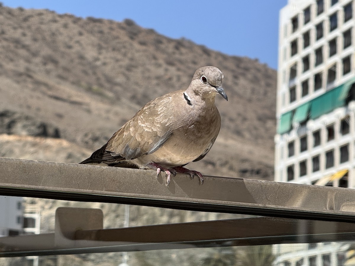 African Collared-Dove - ML642968310