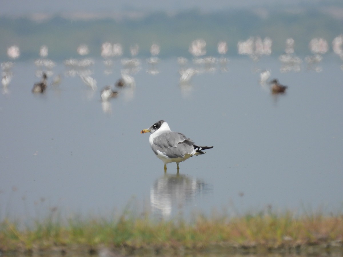 Pallas's Gull - ML642968311
