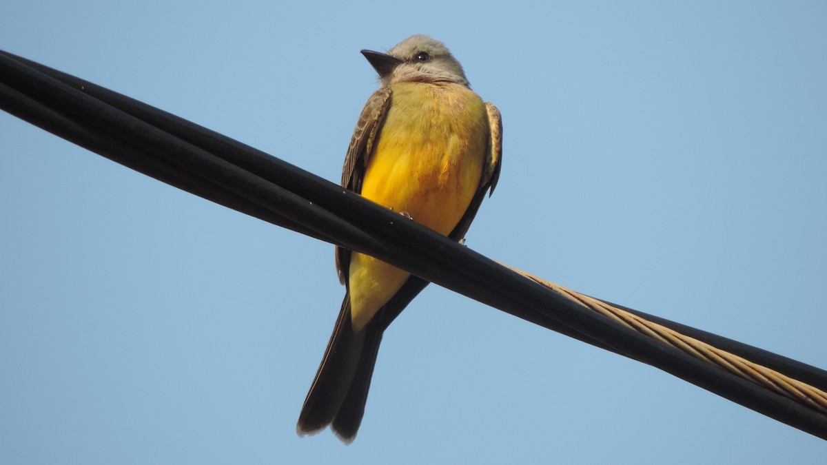 Tropical Kingbird - ML642968312