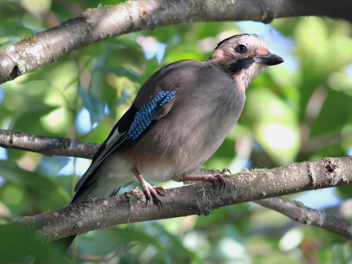 Eurasian Jay - ML642968318