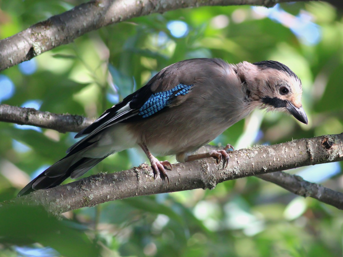 Eurasian Jay - ML642968319