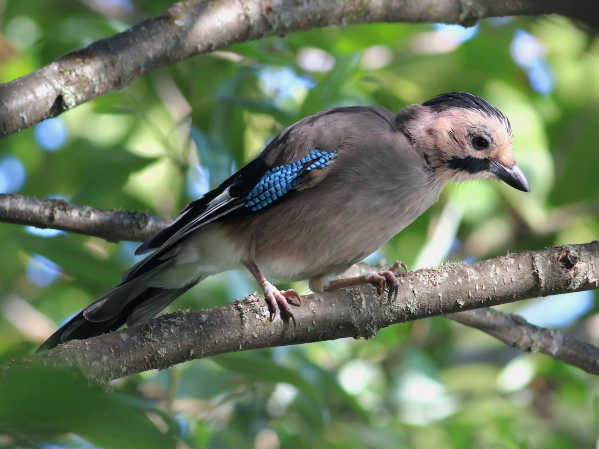 Eurasian Jay - ML642968320