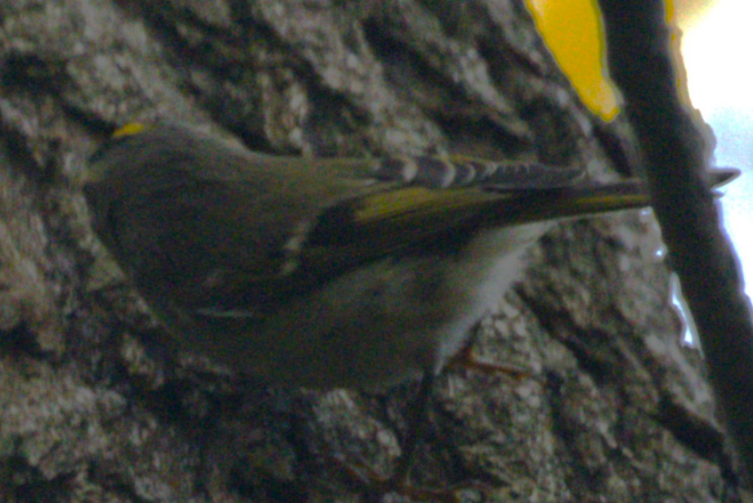 Golden-crowned Kinglet - ML642968355