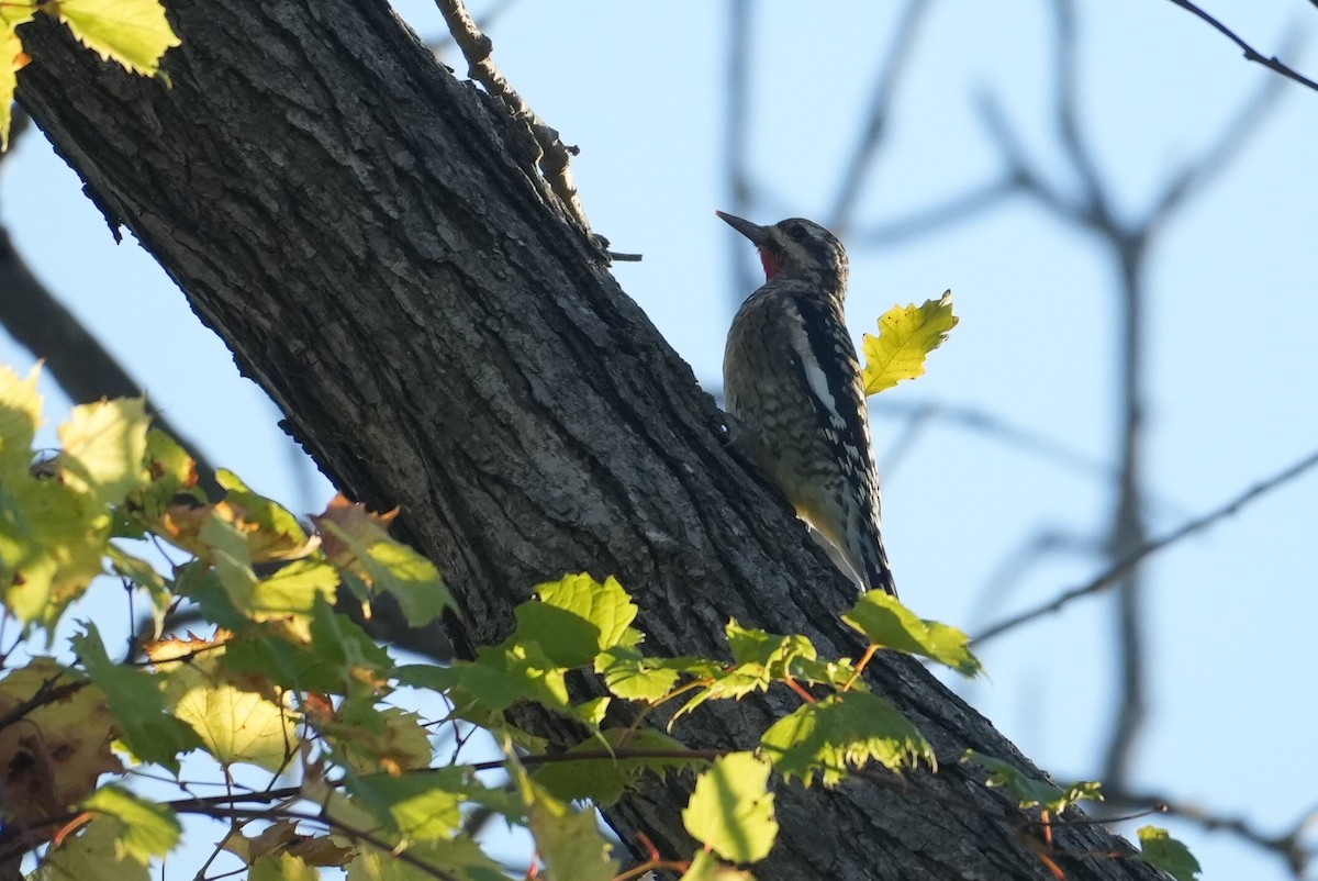 Yellow-bellied Sapsucker - ML642968365