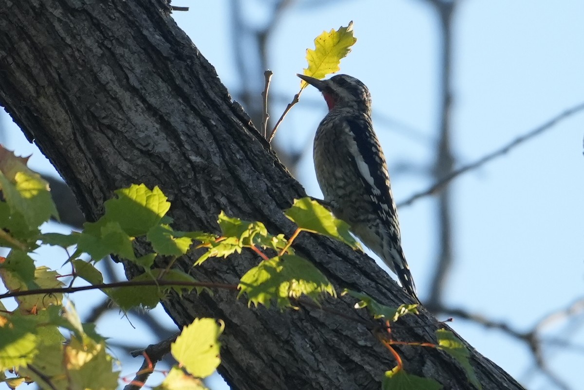 Yellow-bellied Sapsucker - ML642968366