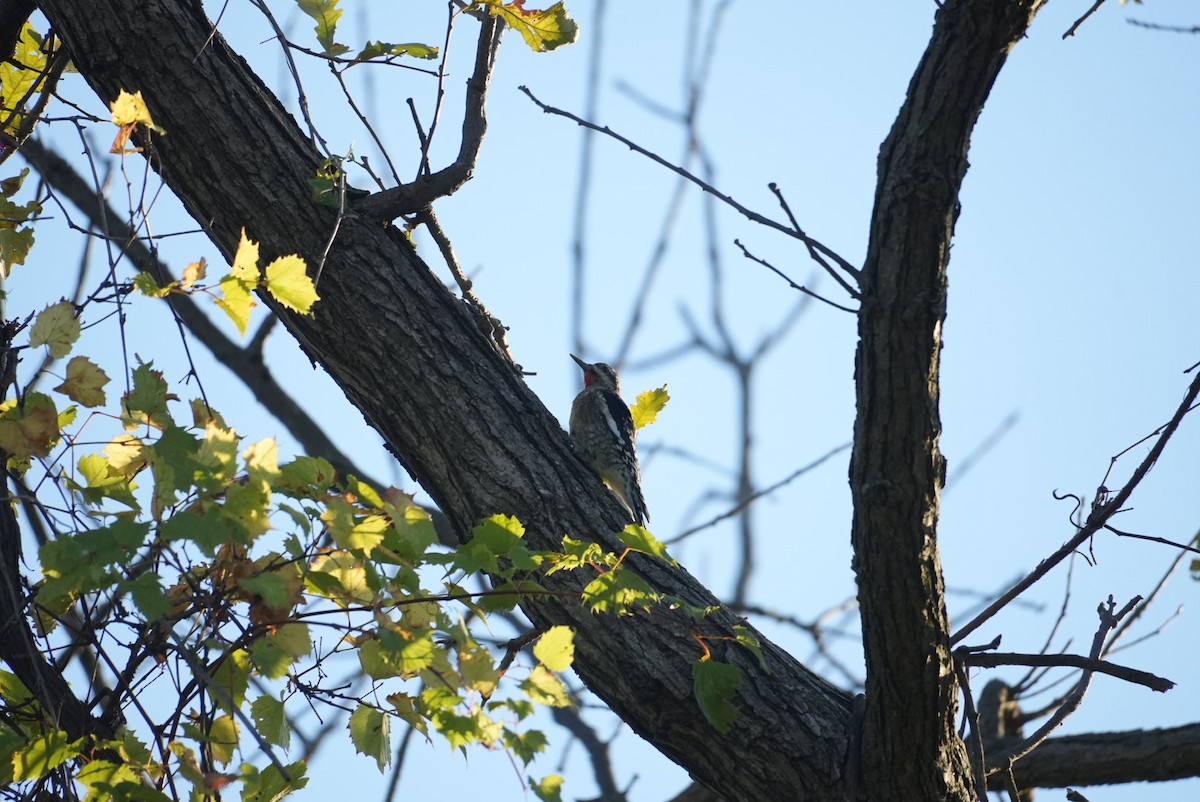Yellow-bellied Sapsucker - ML642968367