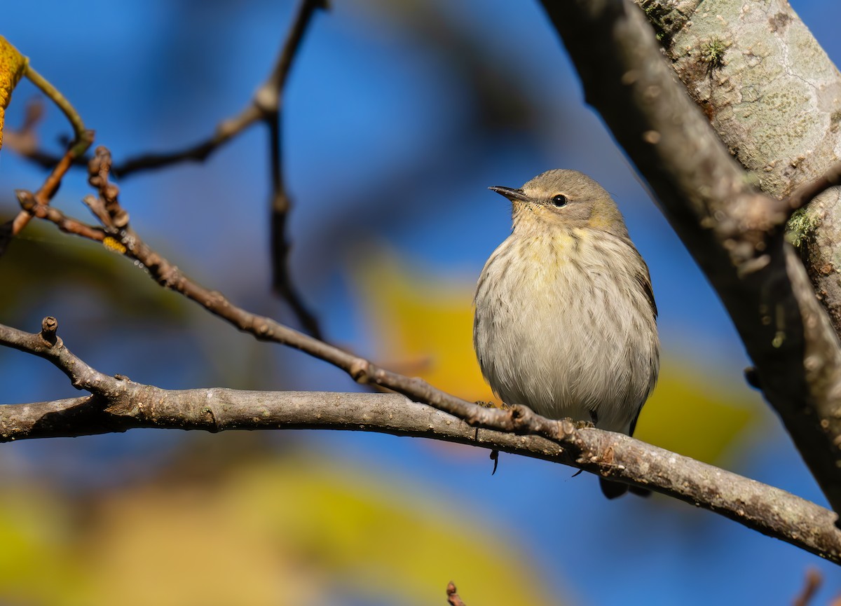 Cape May Warbler - ML642968373