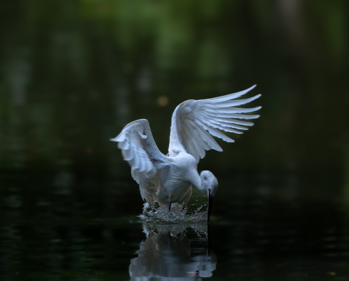 Garzetta - ML642968374