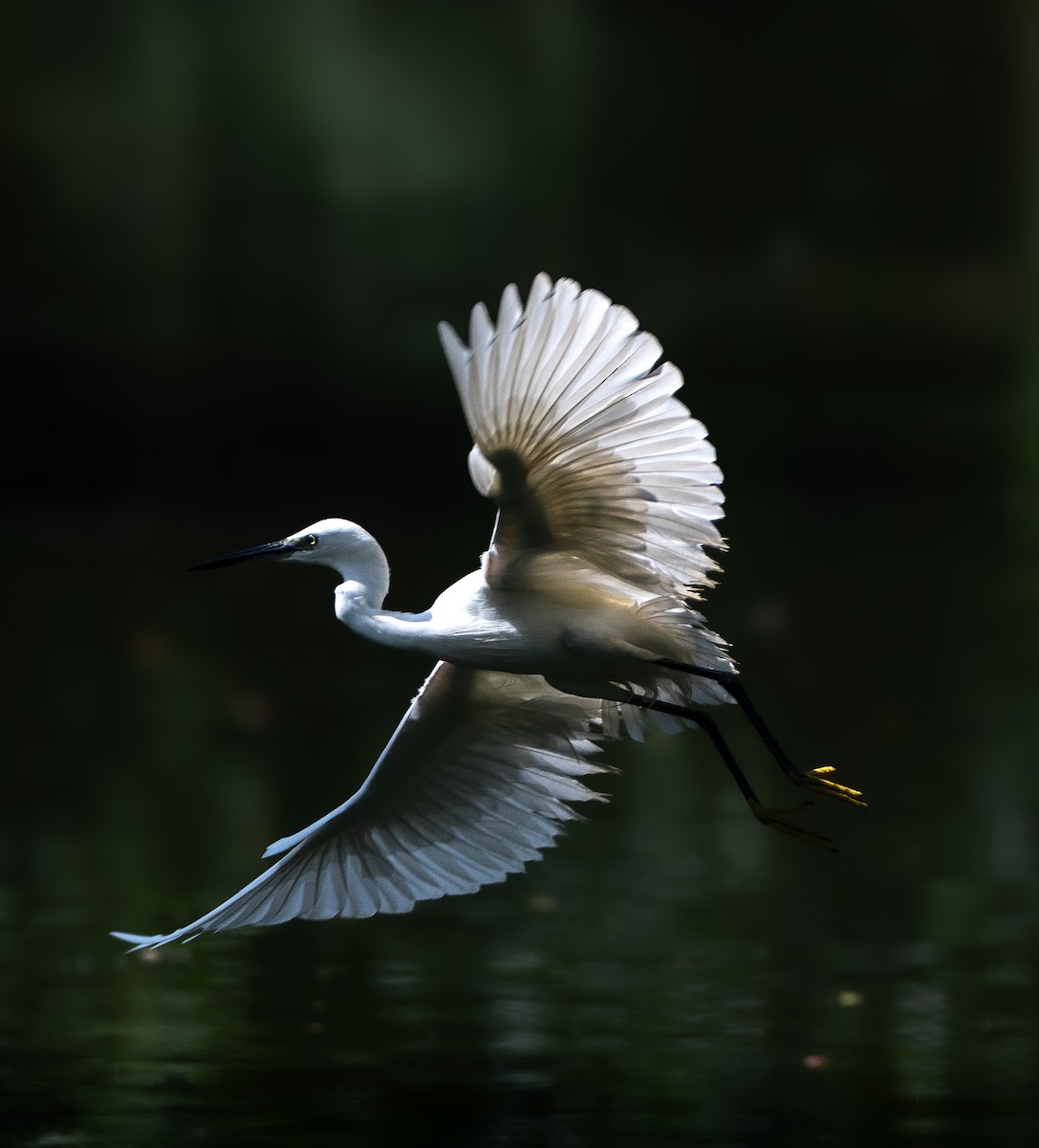 Garzetta - ML642968375