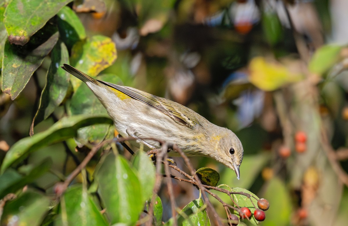 Cape May Warbler - ML642968376