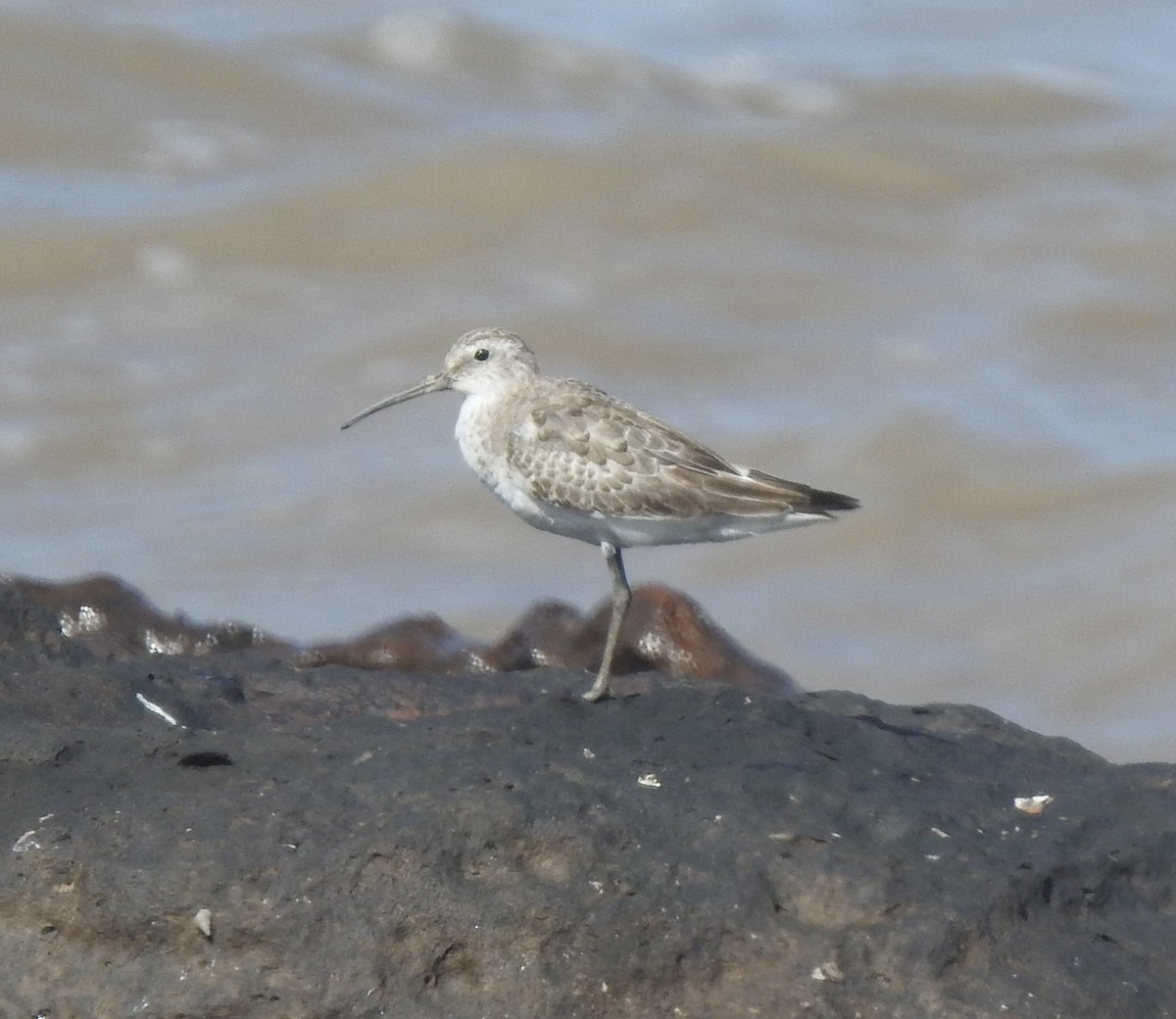 Sichelstrandläufer - ML642968393