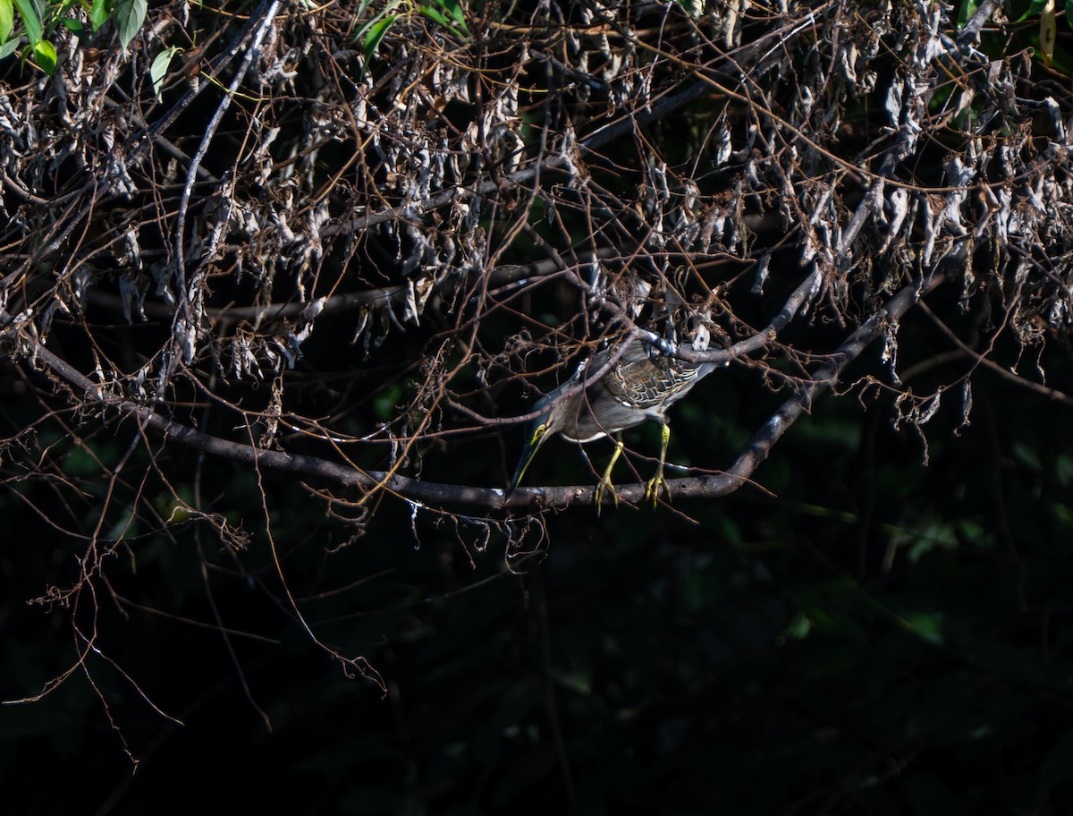 Airone striato - ML642968396