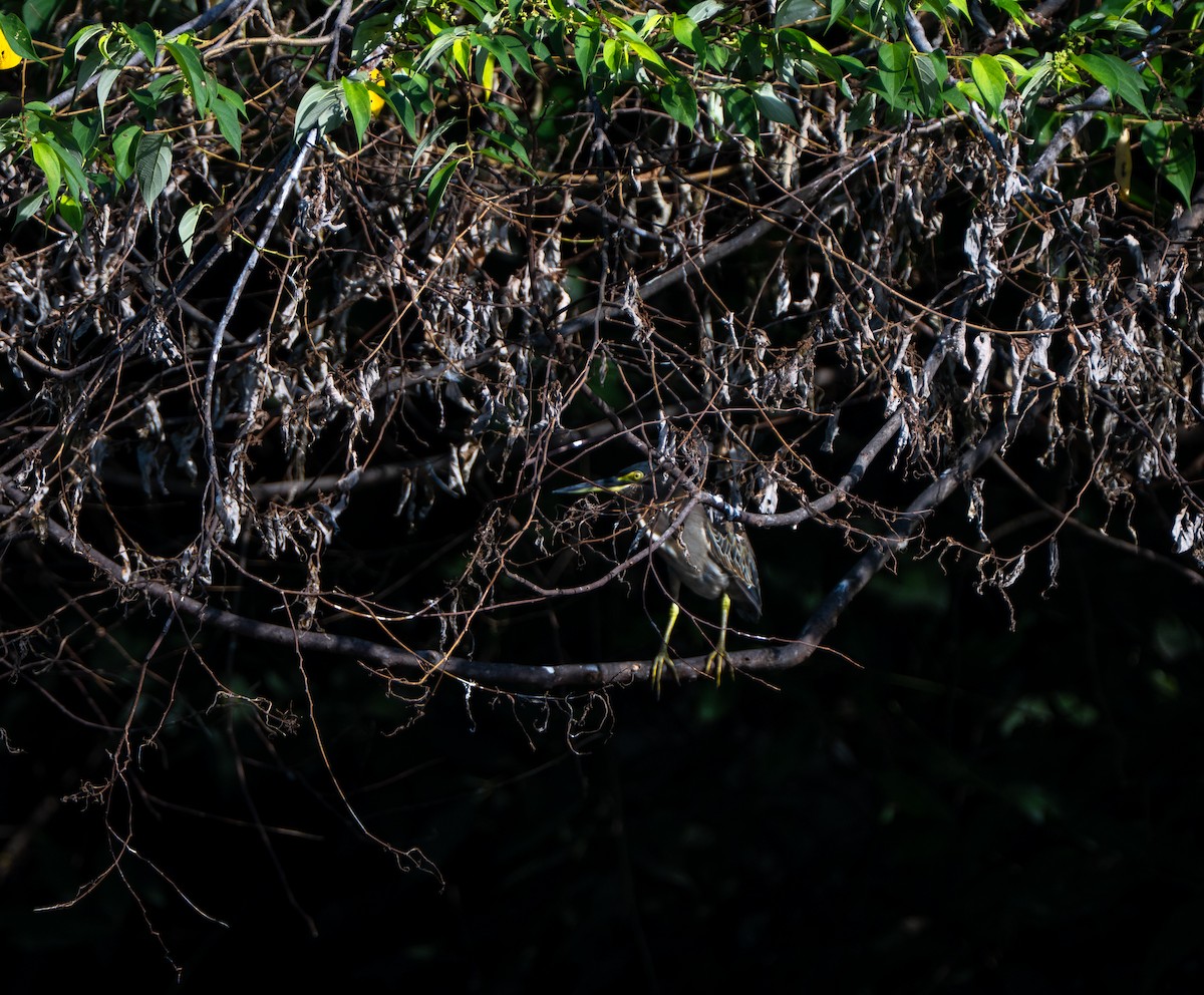 Airone striato - ML642968398