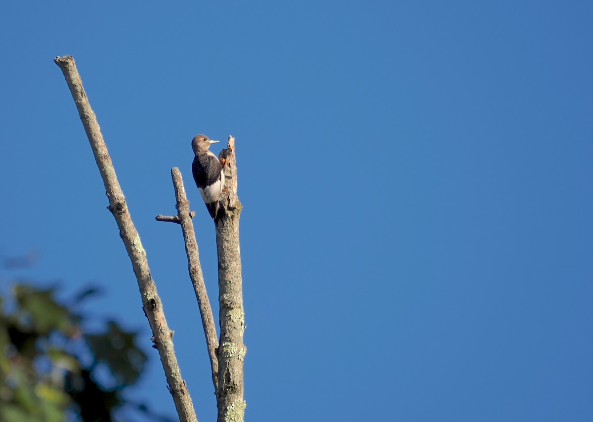Red-headed Woodpecker - ML642968404