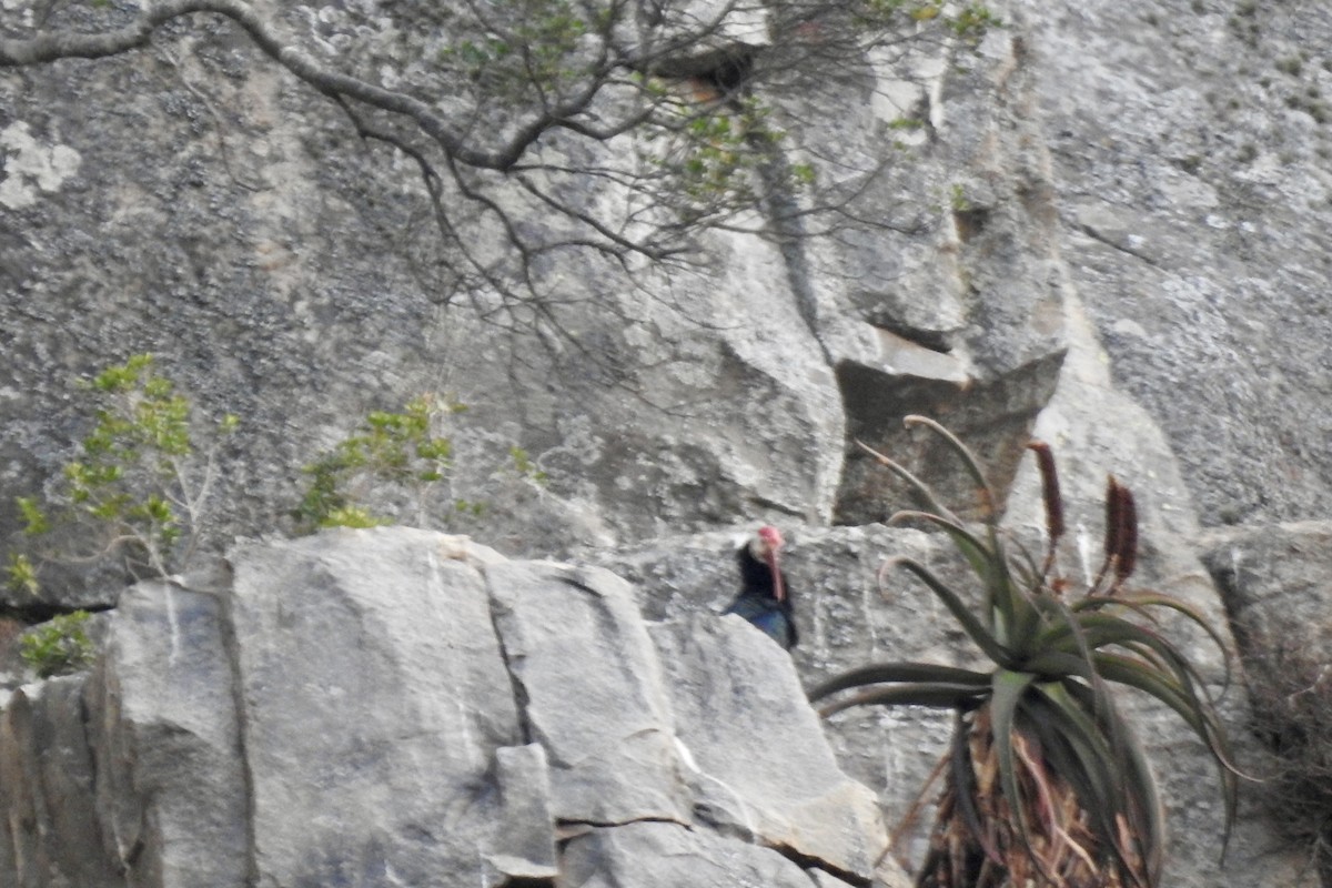 Southern Bald Ibis - ML642968457