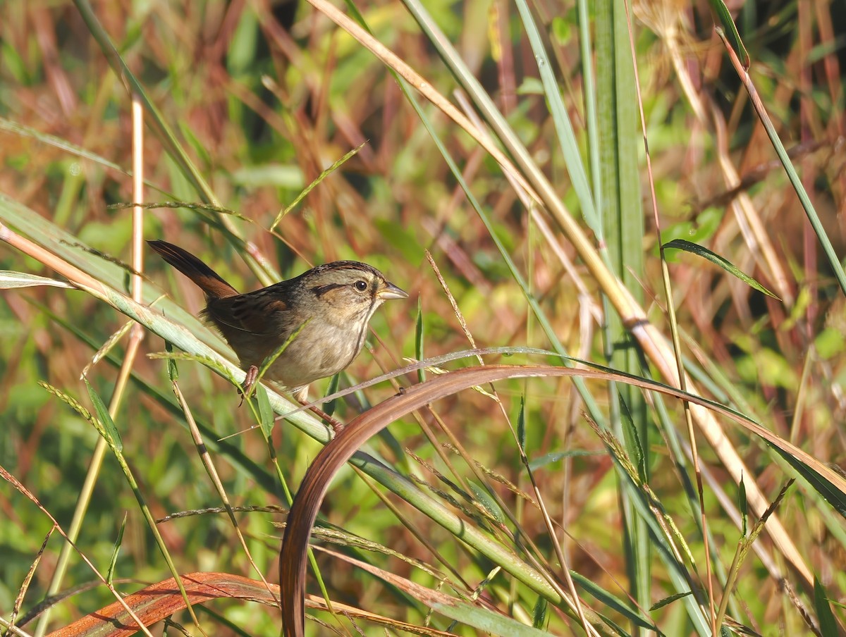 Swamp Sparrow - ML642968459