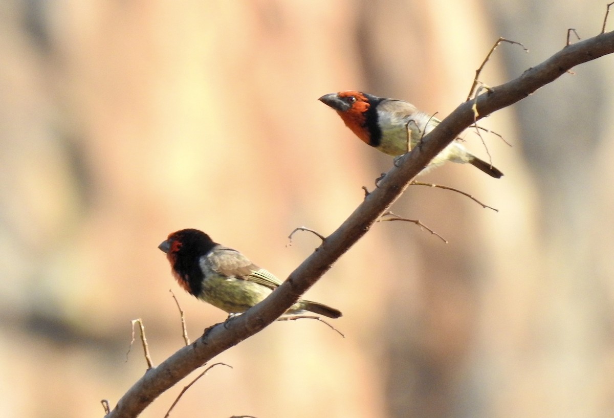 Black-collared Barbet - ML642968472