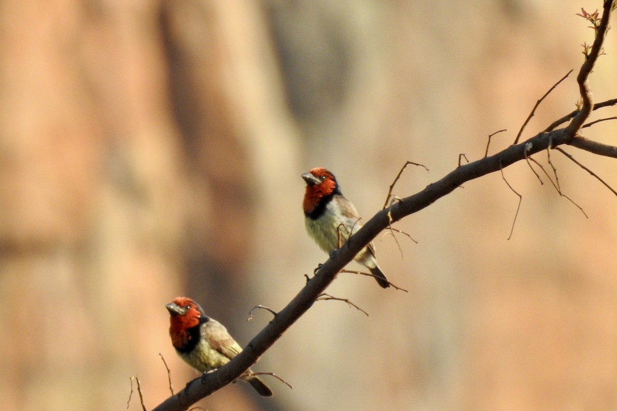 Black-collared Barbet - ML642968474