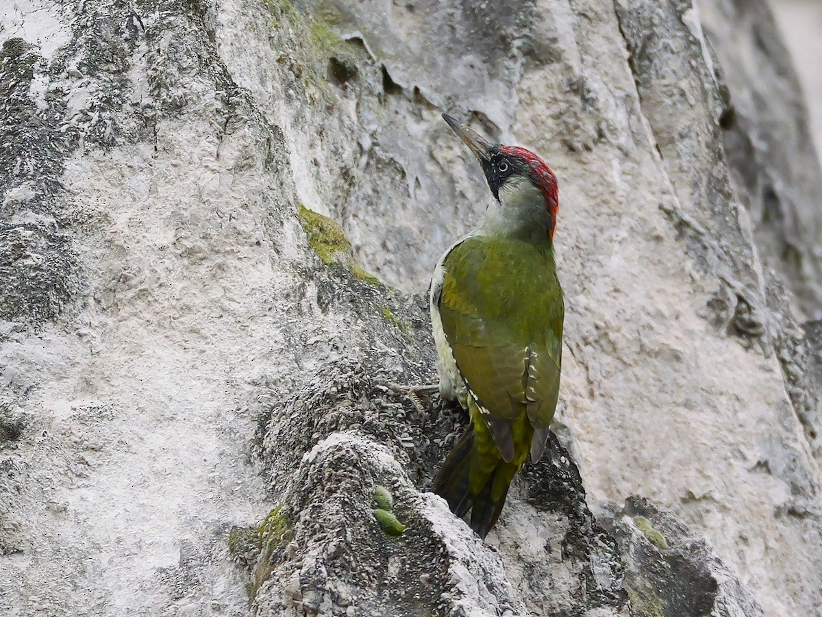 Eurasian Green Woodpecker - ML642968481