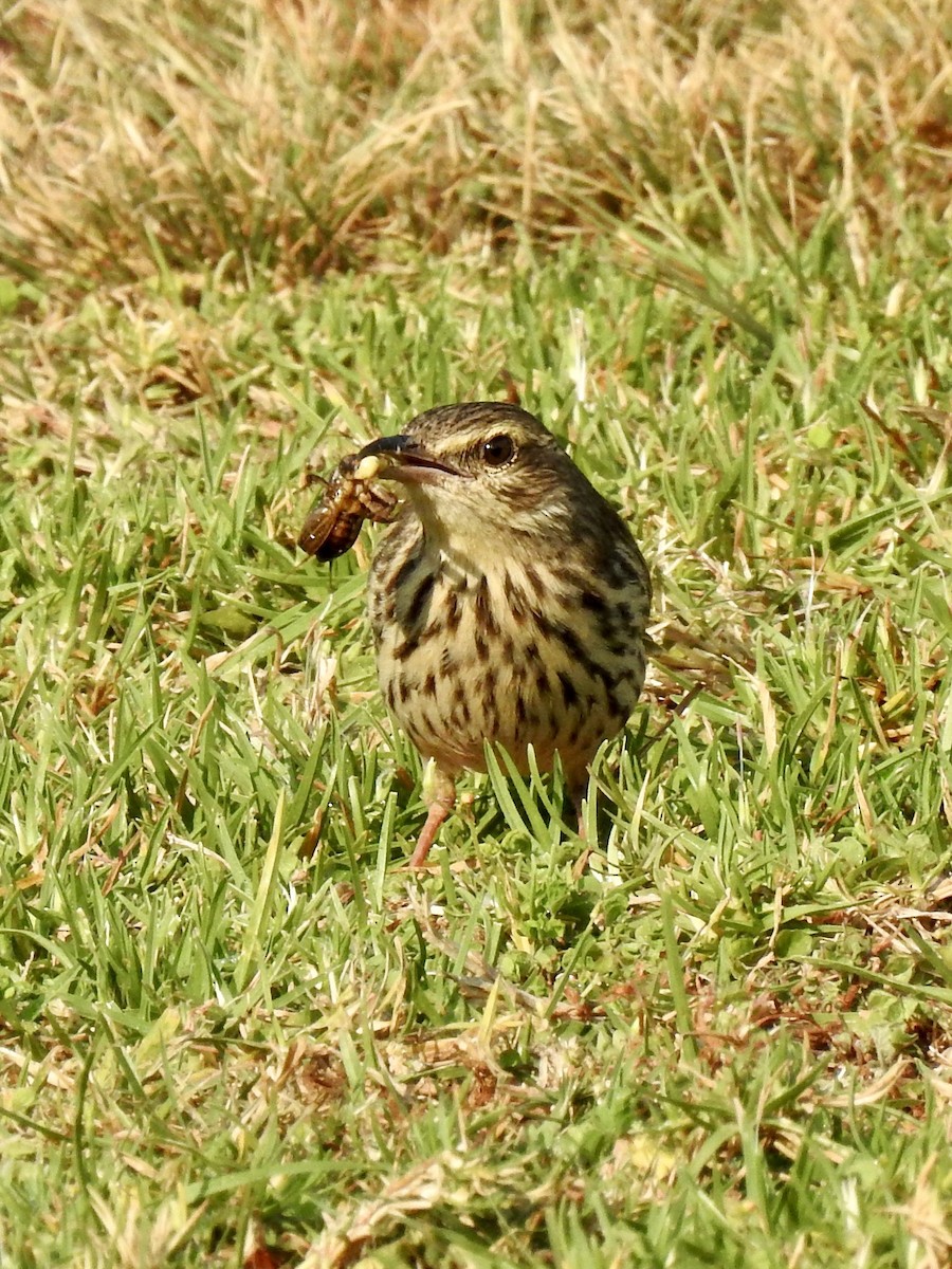 Striped Pipit - ML642968492