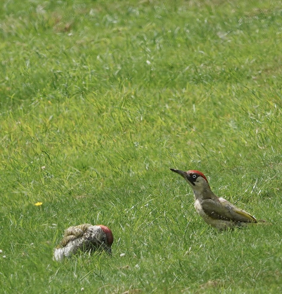 Eurasian Green Woodpecker - ML642968515
