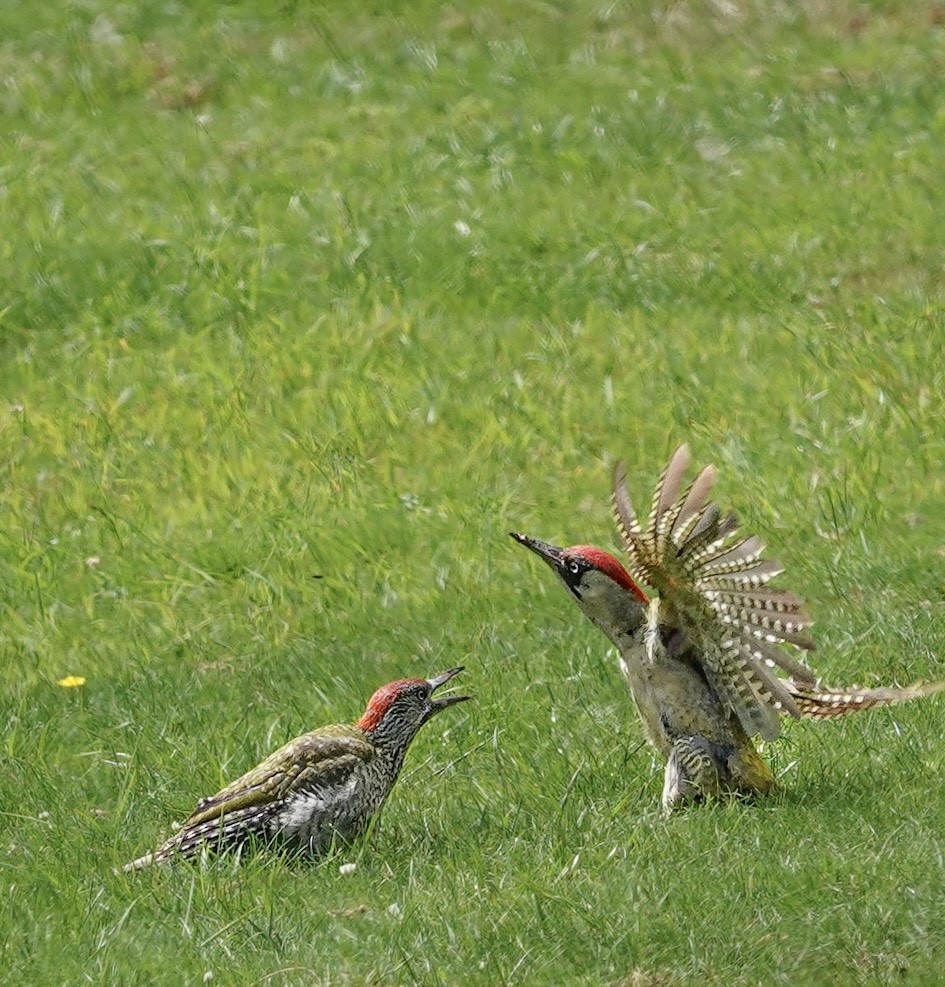 Eurasian Green Woodpecker - ML642968516