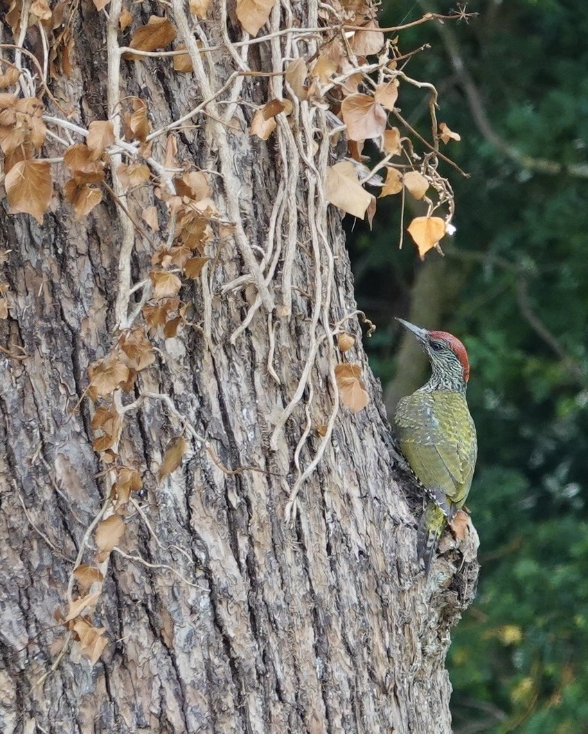 Eurasian Green Woodpecker - ML642968517