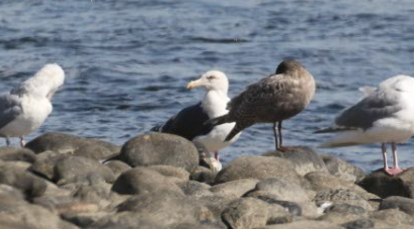 Slaty-backed Gull - ML642968529
