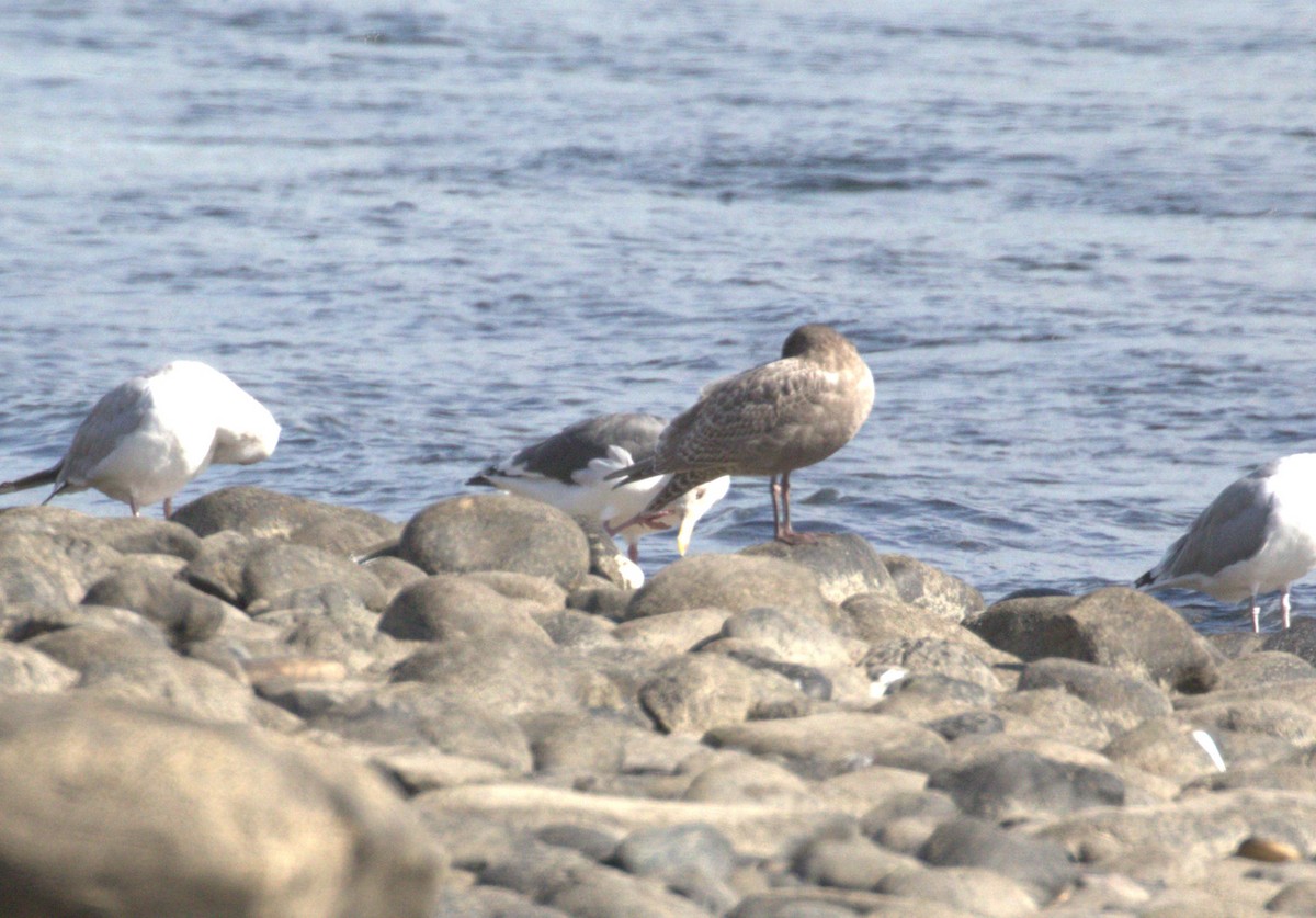 Slaty-backed Gull - ML642968530