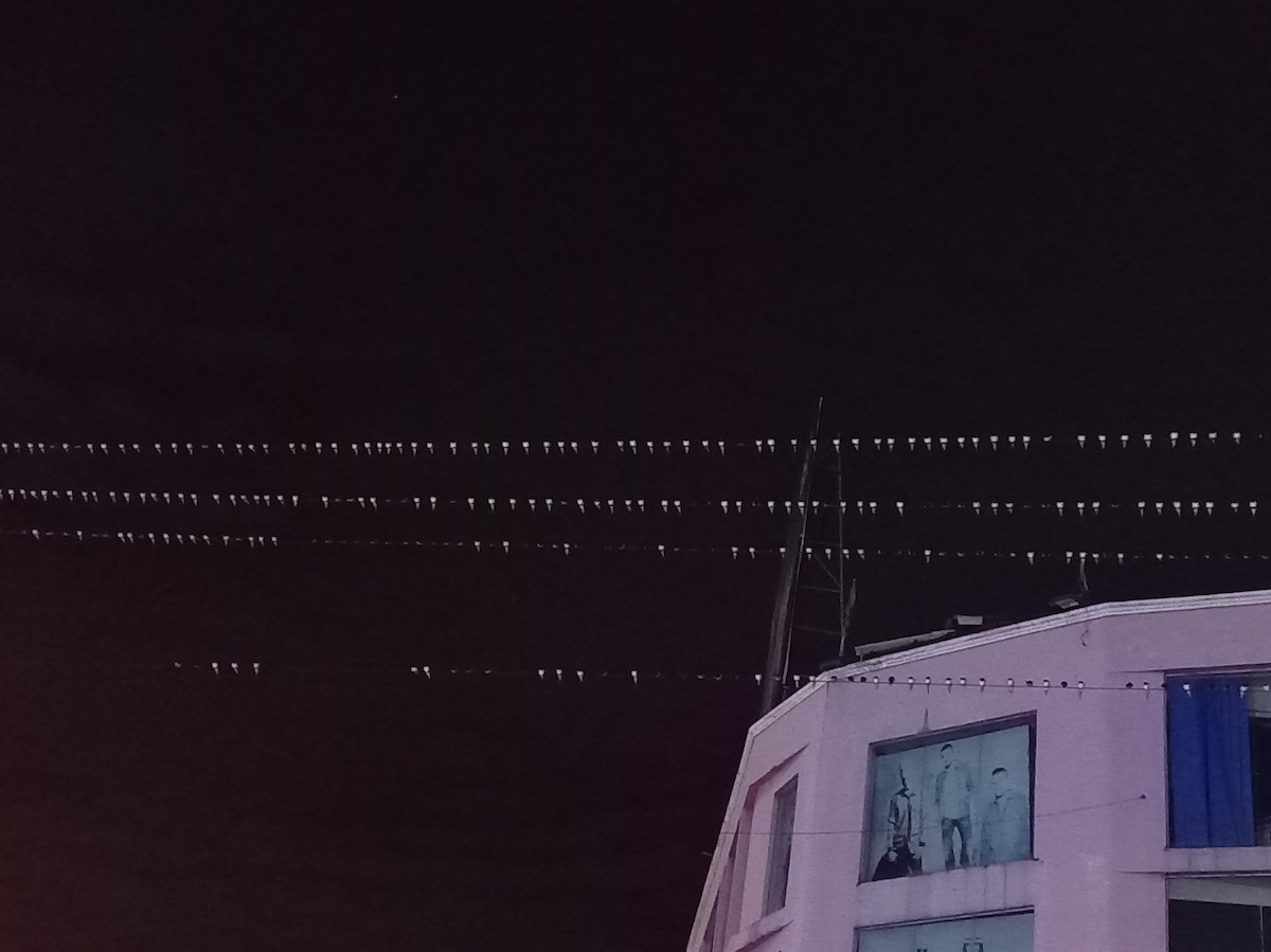 Barn Swallow - ML642968541