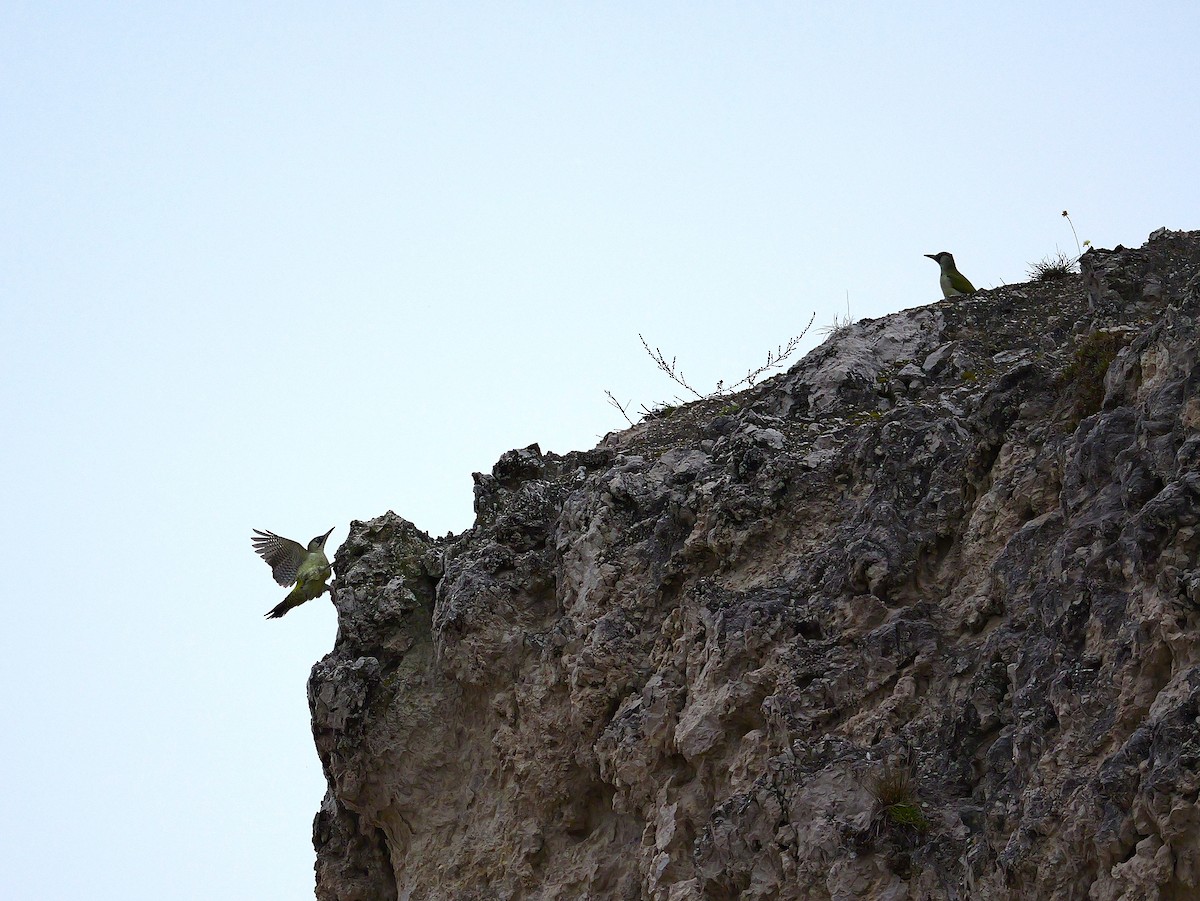 Eurasian Green Woodpecker - ML642968545