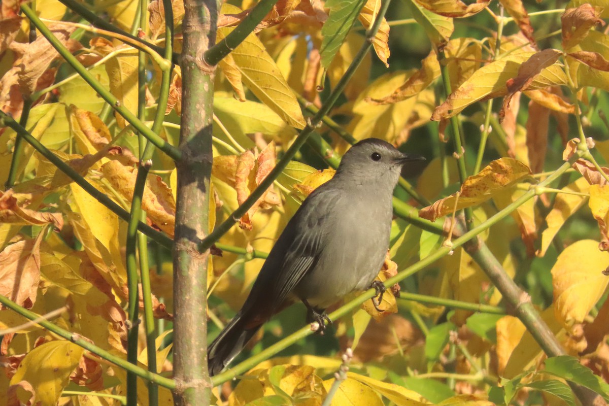 Gray Catbird - ML642968556