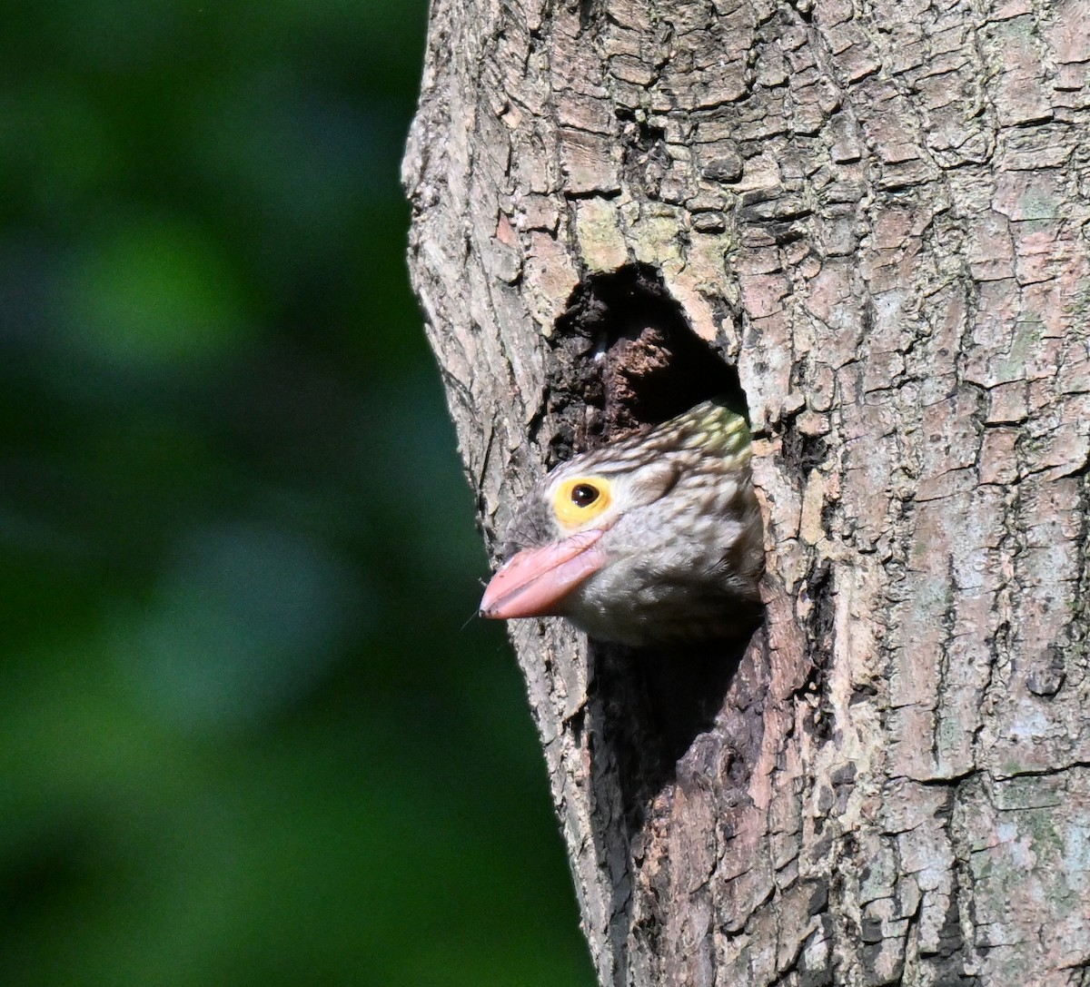 Lineated Barbet - ML642968586