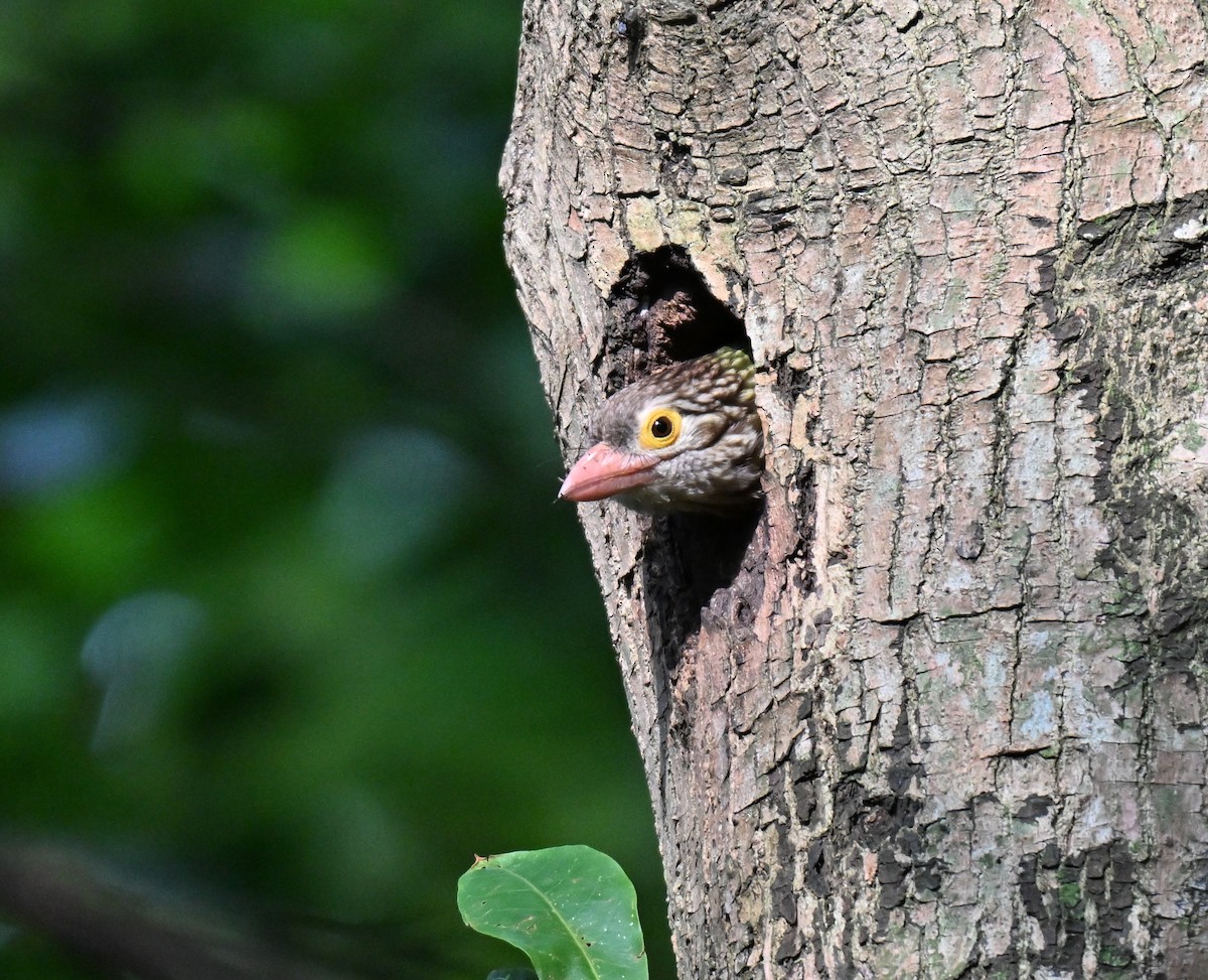 Lineated Barbet - ML642968587