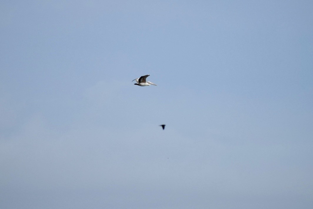 Spot-billed Pelican - ML642968592