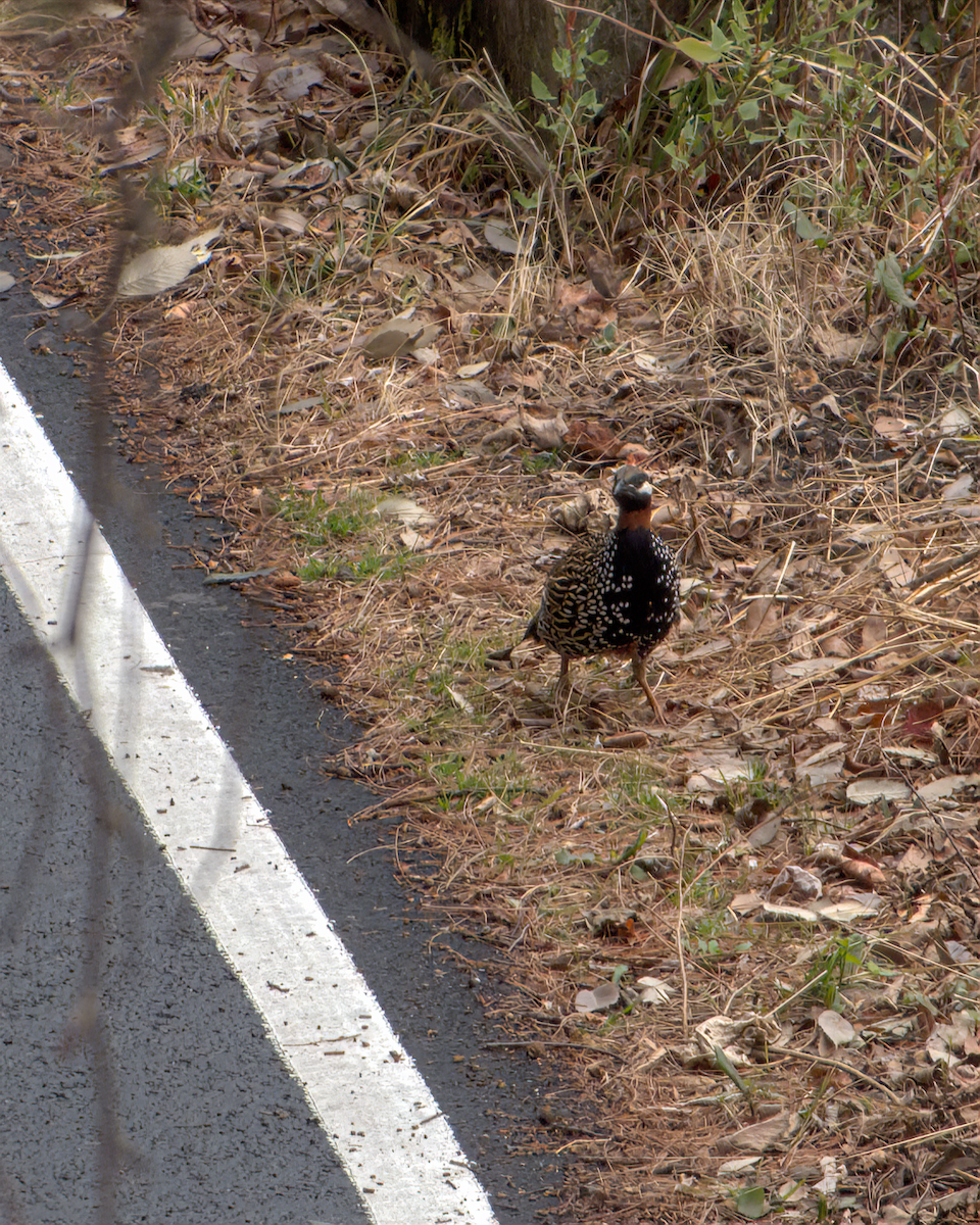 Francolin noir - ML642968593