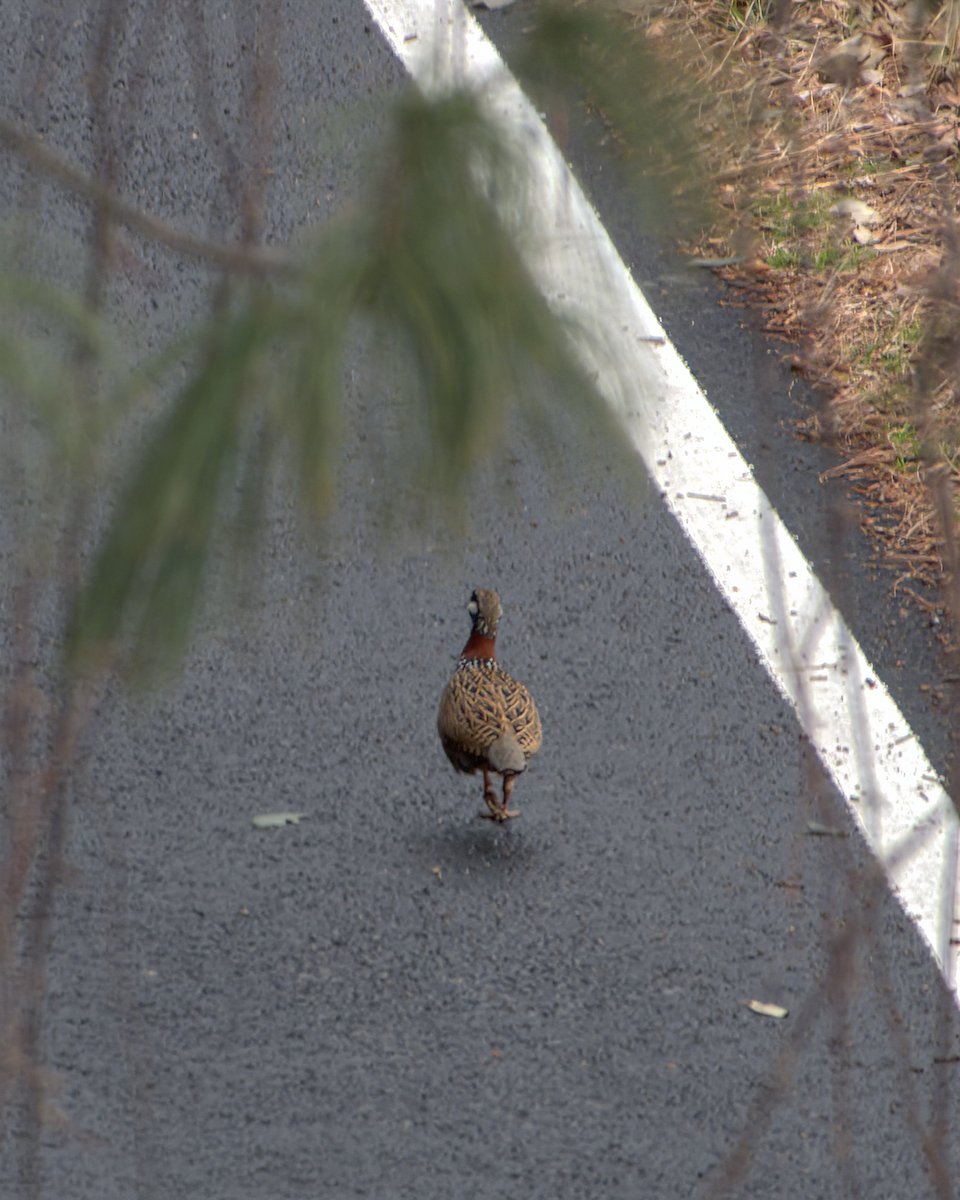 Francolin noir - ML642968594