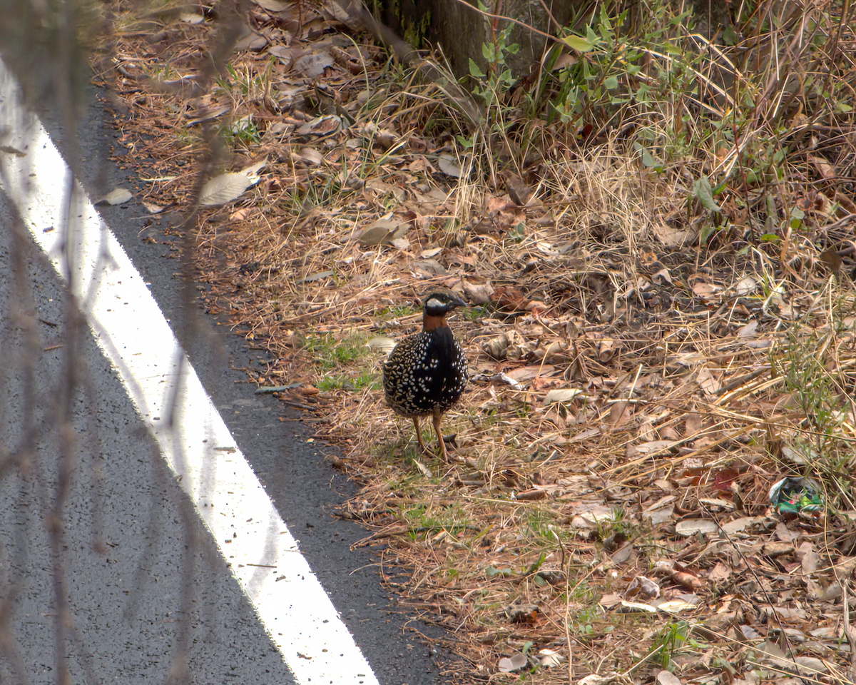 Francolin noir - ML642968595