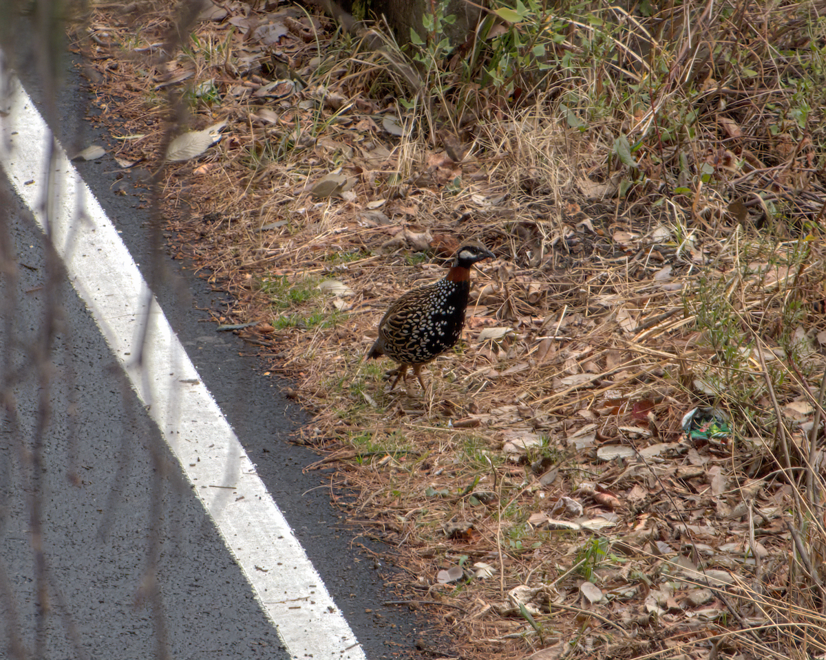 Francolin noir - ML642968596
