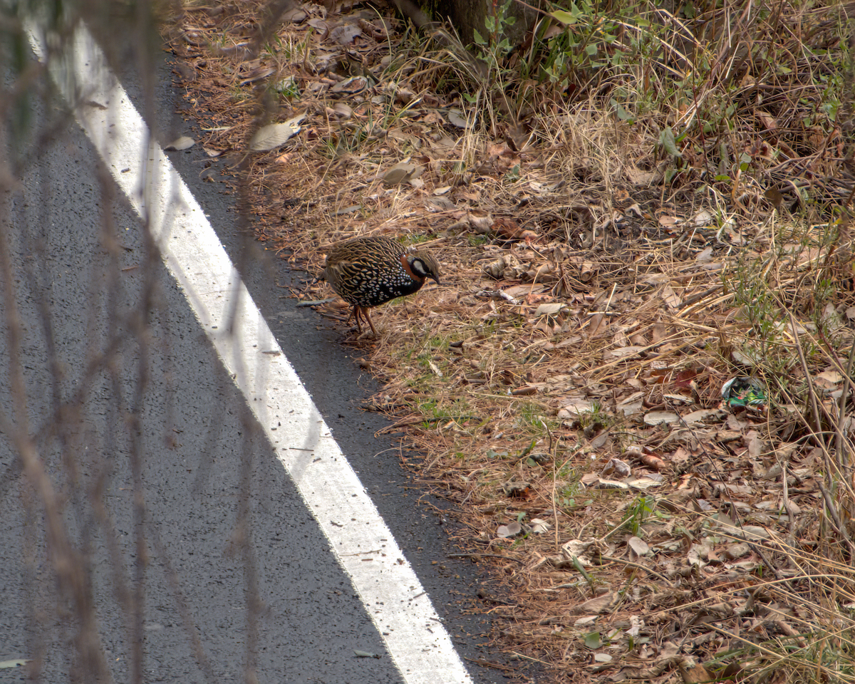 Francolin noir - ML642968597
