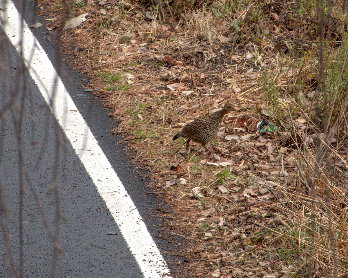 Francolin noir - ML642968598