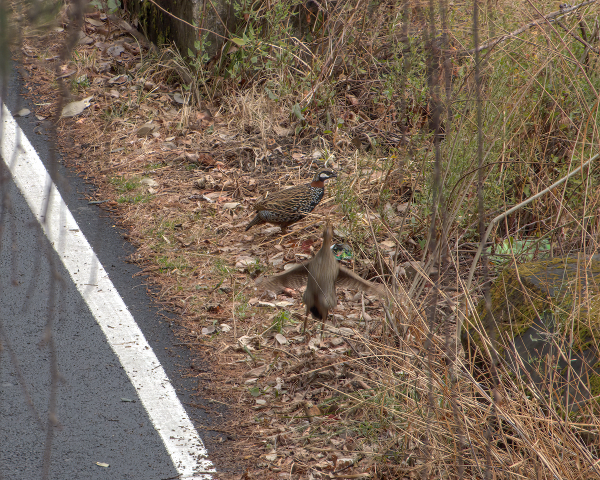 Francolin noir - ML642968599