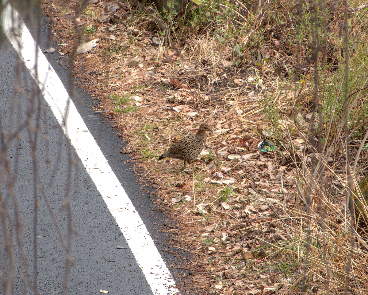 Francolin noir - ML642968603