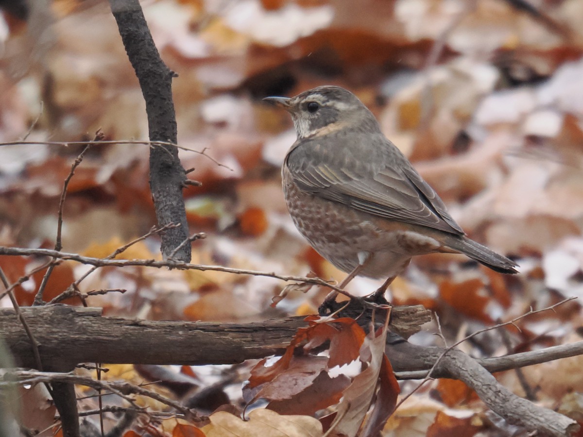 Naumann's Thrush - ML642968605